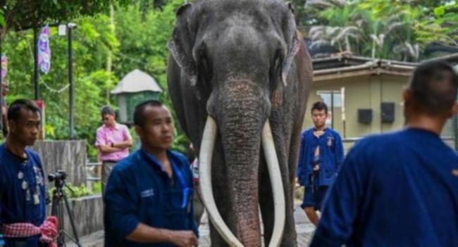 Thai tusker en route to Thailand from SL